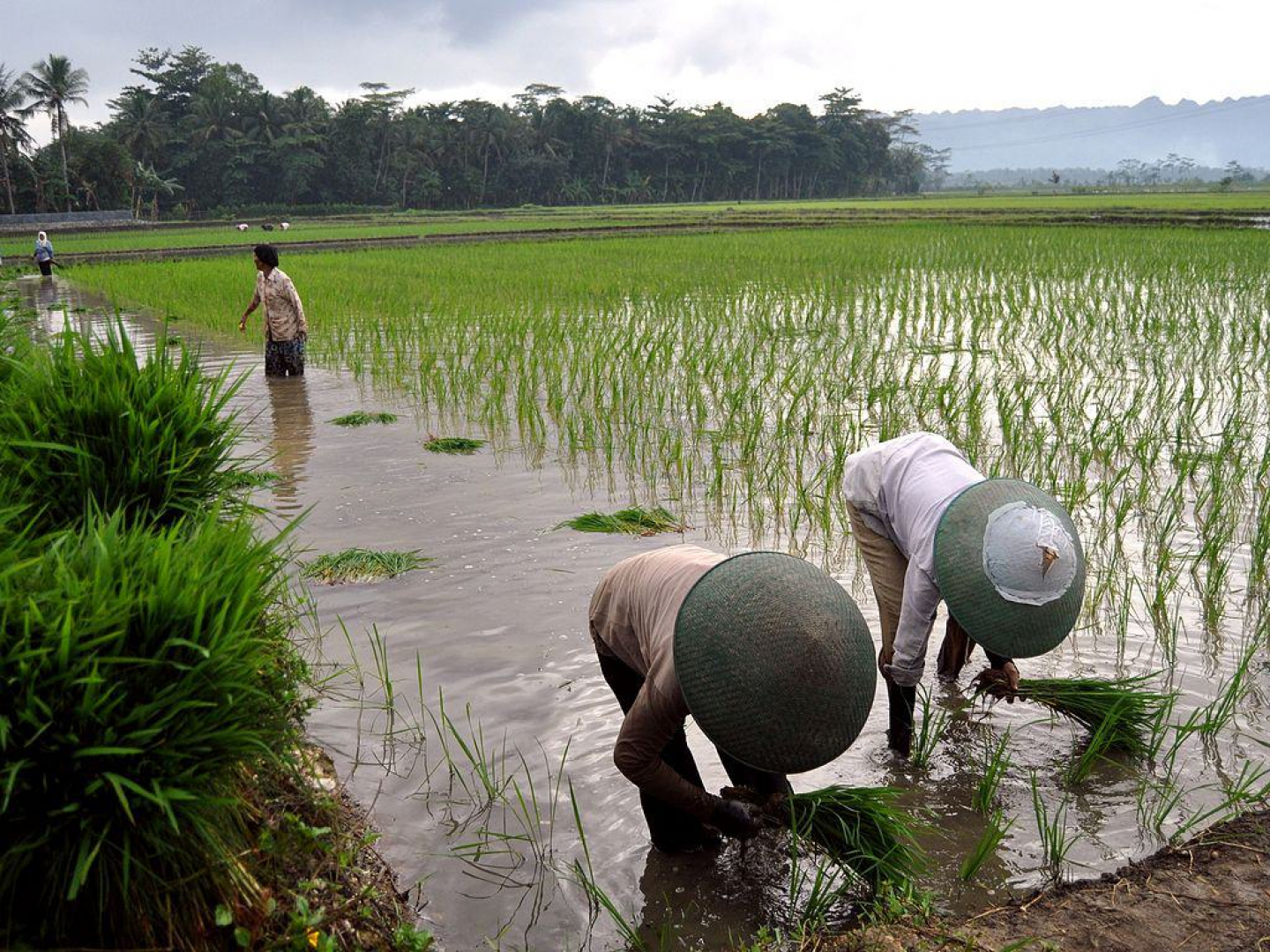 Frihandelsavtale med Indonesia kan begrense biologisk mangfold