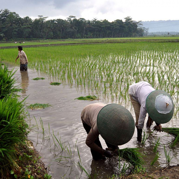 Frihandelsavtale med Indonesia kan begrense biologisk mangfold